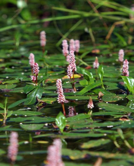 Persicaria amphibium (Vidrakeserűfű)
