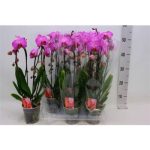 Phalaenopsis 2 ÁG CASCADE PINK CIRMOS