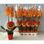 Phalaenopsis 2 ÁG FESTETT NARANCS HELLOWEEN