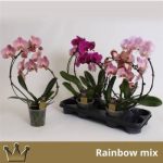 Phalaenopsis 2 ÁG FORMA ÍVES