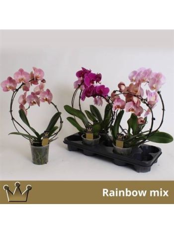 Phalaenopsis 2 ÁG FORMA ÍVES