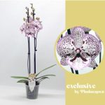 Phalaenopsis 2 ÁG GRACE