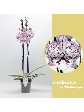 Phalaenopsis 2 ÁG GRACE