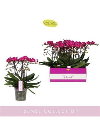 Phalaenopsis BELLISSIMO AMORE