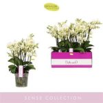 Phalaenopsis BELLISSIMO BELLA