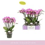 Phalaenopsis BELLISSIMO CARO