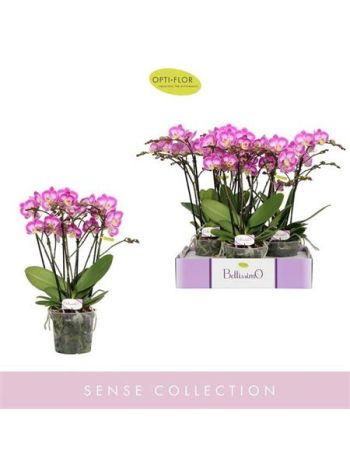 Phalaenopsis BELLISSIMO CARO