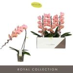 Phalaenopsis FORMIDABLO CAMERON
