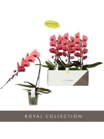 Phalaenopsis FORMIDABLO VICTORIA