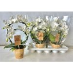 Phalaenopsis KÖRKÖRÖS FEHÉR