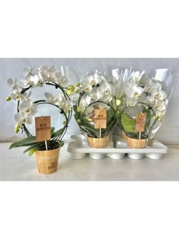 Phalaenopsis KÖRKÖRÖS FEHÉR