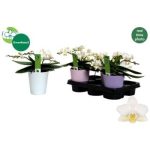 Phalaenopsis MF AN NAZARE KASPÓS