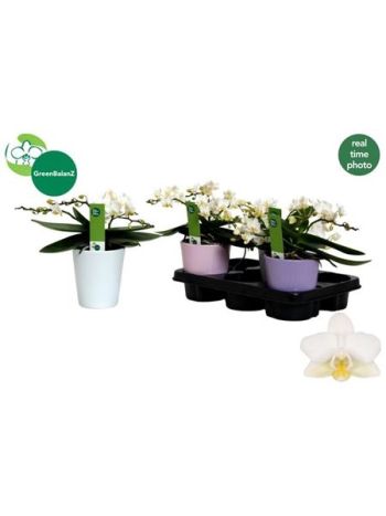 Phalaenopsis MF AN NAZARE KASPÓS