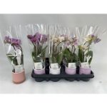 Phalaenopsis MINI 2 ÁG KASPÓS *12