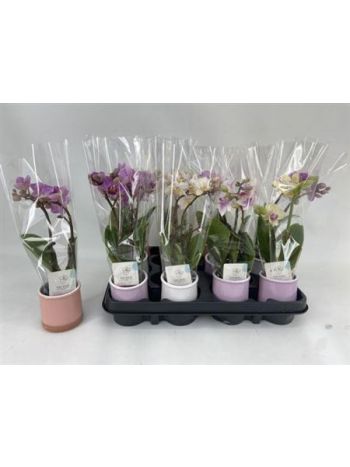 Phalaenopsis_MINI_2_aG_KASPoS Phalaenopsis MINI 2 ÁG KASPÓS *12