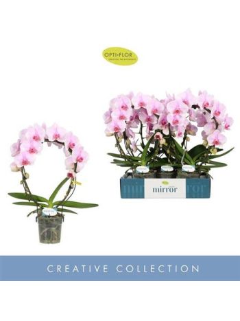 Phalaenopsis_MIRROR_MIRACLE_TIANA Phalaenopsis MIRROR MIRACLE TIANA