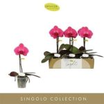 Phalaenopsis SINGOLO HILDA