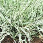 Phalaris arundinacea var. picta - Csíkos zöld pántlikafű - Kerti tavi növény