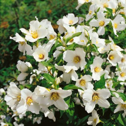 Philadelphus 'Belle Etoile' - Jezsámen