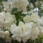 Philadelphus 'Biały Karzeł' - Teltvirágú jezsámen