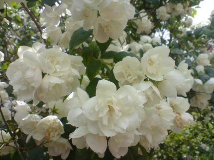 Philadelphus 'Biały Karzeł' - Teltvirágú jezsámen