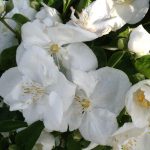 Philadelphus 'Bouquet Blanc' - Teltvirágú jezsámen