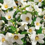 Philadelphus 'Erectus' - Szimpla virágú jezsámen