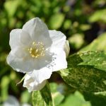 Philadelphus 'Innocence' - Tarka levelű jezsámen