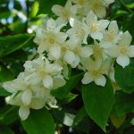 Philadelphus 'Justynka' - Enyhén illatos jezsámen