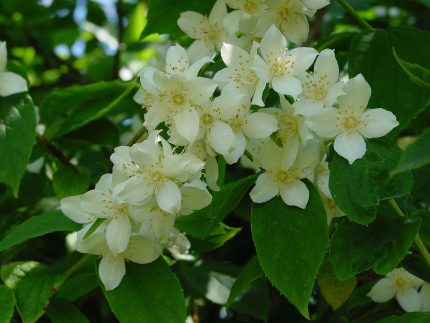 Philadelphus 'Justynka' - Enyhén illatos jezsámen