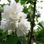Philadelphus 'Kalina' - Jezsámen