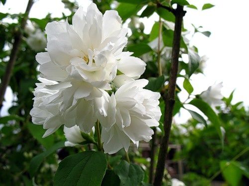 Philadelphus_Kalina_-_Jezsamen Philadelphus 'Kalina' - Jezsámen