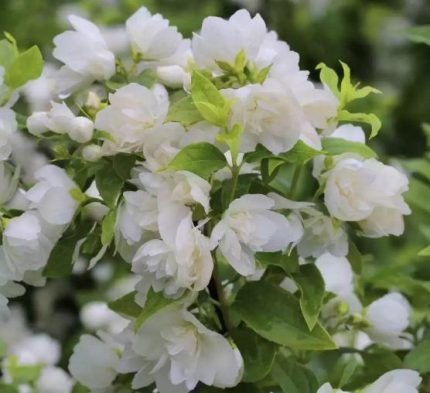 Philadelphus 'Manteau d'Hermine' - Törpe jezsámen