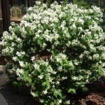 Philadelphus 'Mont Blanc' - Illatos