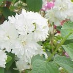 Philadelphus 'Rosace' - Pasztellrózsaszín virágú jezsámen