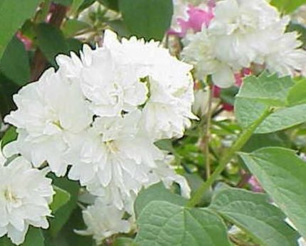 Philadelphus 'Rosace' - Pasztellrózsaszín virágú jezsámen