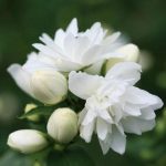 Philadelphus 'Schneesturm' - Teltvirágú jezsámen