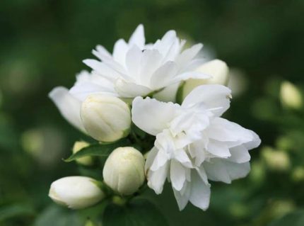 Philadelphus 'Schneesturm' - Teltvirágú jezsámen