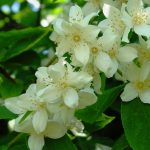 Philadelphus coronarius - Közönséges jezsámen