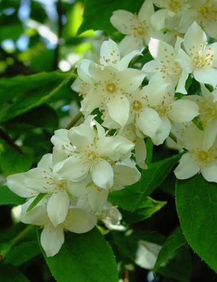Philadelphus coronarius - Közönséges jezsámen