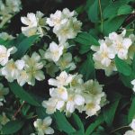 Philadelphus coronarius 'Girandole' - Teltvirágú jezsámen