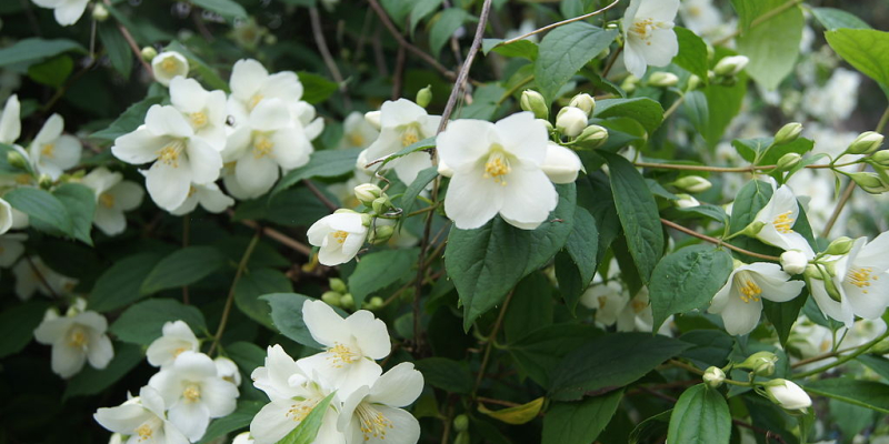 Philadelphus_lewisii_Waterton_-_Jezsamen Philadelphus lewisii 'Waterton' - Jezsámen