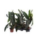 Philodendron BILLIETIAE