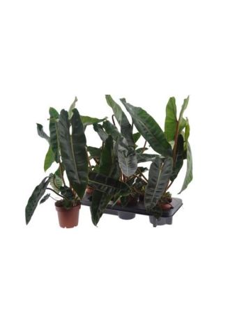 Philodendron BILLIETIAE