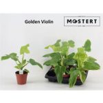 Philodendron GOLDEN VIOLIN