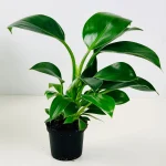 Philodendron GREEN PRINCESS