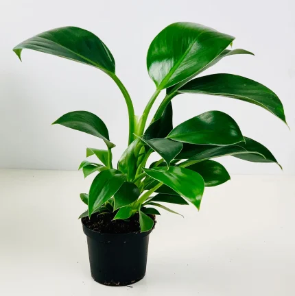 Philodendron GREEN PRINCESS