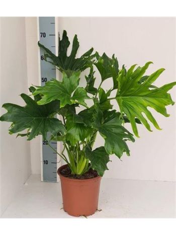Philodendron LICKETY SPLIT