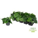 Philodendron SCANDENS