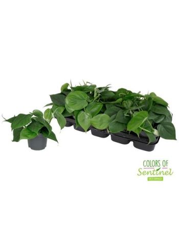 Philodendron SCANDENS